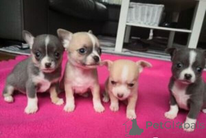 Zdjęcie №1. chihuahua (rasa psów) - na sprzedaż w Norymberga | 2153zł | Zapowiedź №149685