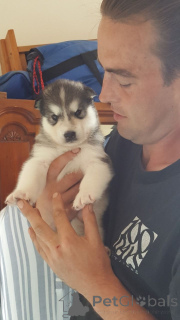 Zdjęcie №1. alaskan malamute - na sprzedaż w Bilund | 3109zł | Zapowiedź №167471