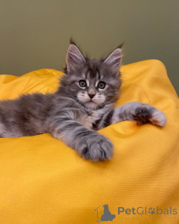 Zdjęcie №3. Purebred Maine Coon Kitten z oszałamiającymi funkcjami!. Niemcy