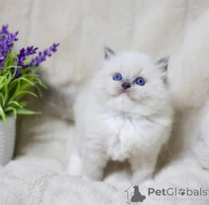 Zdjęcie №1. ragdoll - na sprzedaż w Pritzwalk | 1674zł | Zapowiedź № 177605