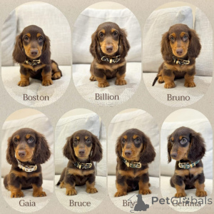 Zdjęcie №1. jamnik - na sprzedaż w Mediolan | negocjowane | Zapowiedź №158389