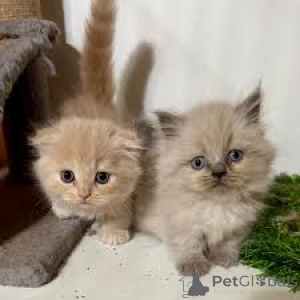 Zdjęcie №2 do zapowiedźy № 163812 na sprzedaż  munchkin - wkupić się Austria prywatne ogłoszenie, hodowca