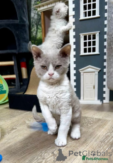 Zdjęcie №2 do zapowiedźy № 143767 na sprzedaż  selkirk rex krótkowłosy - wkupić się Austria hodowca