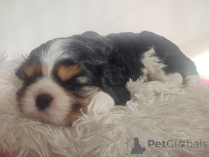Zdjęcie №3. Cavalier King Charles Spaniel. Polska