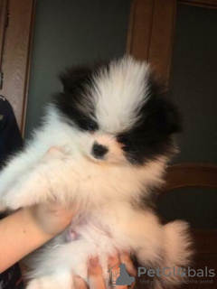 Dodatkowe zdjęcia: Śliczne szczenięta Pomeranian Teacup !!