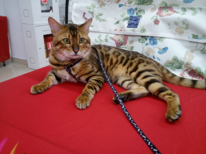 Zdjęcie №2 do zapowiedźy № 7114 na sprzedaż  kot bengalski - wkupić się Białoruś prywatne ogłoszenie, od żłobka