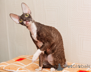 Zdjęcie №1. kot cornish rex - na sprzedaż w Monaco | negocjowane | Zapowiedź № 173132
