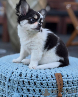 Zdjęcie №1. chihuahua (rasa psów) - na sprzedaż w Zły Kreuznach | negocjowane | Zapowiedź №152581