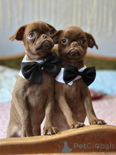 Zdjęcie №1. gryfonik brukselski - na sprzedaż w Somb | 7175zł | Zapowiedź №148226