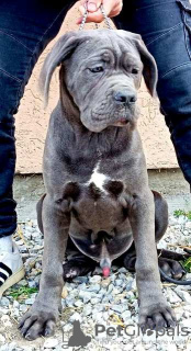 Dodatkowe zdjęcia: Szczenięta Cane Corso