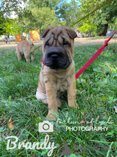 Dodatkowe zdjęcia: 3 szczenięta Shar Pei na sprzedaż