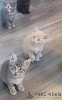 Zdjęcie №2 do zapowiedźy № 89783 na sprzedaż   - wkupić się Australia 