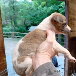 Zdjęcie №1. whippet - na sprzedaż w Bruksela | negocjowane | Zapowiedź №169340