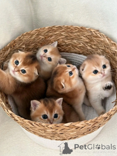 Zdjęcie №1. scottish fold - na sprzedaż w Berlin | negocjowane | Zapowiedź № 136934