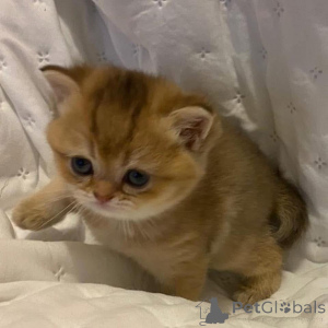 Zdjęcie №4. Sprzedam  w Bocholt.  - cena - Bezpłatny