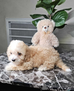 Zdjęcie №3. Zabawne i słodkie szczenięta Maltipoo. Niemcy