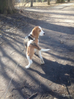 Zdjęcie №4. Sprzedam beagle (rasa psa) w Petersburg. prywatne ogłoszenie - cena - 908zł