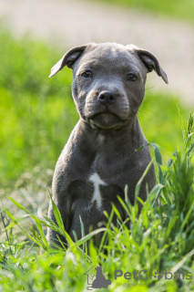 Dodatkowe zdjęcia: American Staffordshire Bull Terrier dziewczynki