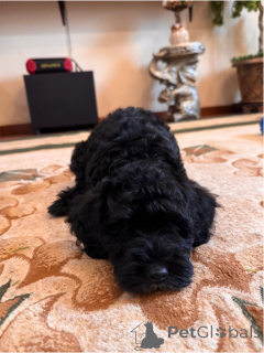 Zdjęcie №3. Szczenięta pudla są sprzedawane. Federacja Rosyjska