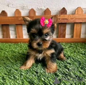 Zdjęcie №1. yorkshire terrier - na sprzedaż w Ohio City | negocjowane | Zapowiedź №123113