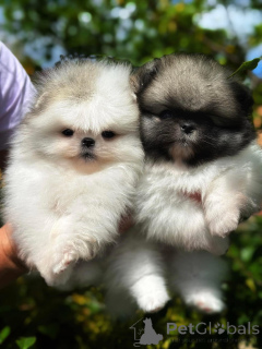 Zdjęcie №1. szpic miniaturowy - na sprzedaż w Warszawa | Bezpłatny | Zapowiedź №164056