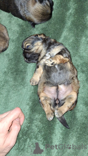 Zdjęcie №3. Rasowe shi-tzu. Estonia