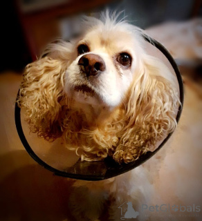 Zdjęcie №4. Sprzedam cocker spaniel amerykański w Rzeka Moskwa. prywatne ogłoszenie - cena - Bezpłatny