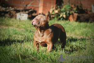 Zdjęcie №2 do zapowiedźy № 121593 na sprzedaż  american bully - wkupić się Federacja Rosyjska od żłobka