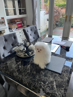 Zdjęcie №2 do zapowiedźy № 166624 na sprzedaż  szpic miniaturowy - wkupić się Niemcy prywatne ogłoszenie