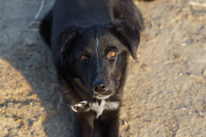 Zdjęcie №4. Sprzedam pies nierasowy w Wołgograd. ze schronu - cena - Bezpłatny