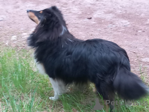 Zdjęcie №3. Piękny Sheltie Puppy Boy. Republika Czeska