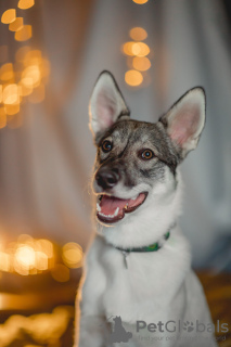 Zdjęcie №2 do zapowiedźy № 126103 na sprzedaż  pies nierasowy - wkupić się Federacja Rosyjska prywatne ogłoszenie