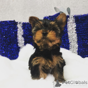 Zdjęcie №3. Piękne szczenięta Yorkie Russel na sprzedaż. USA