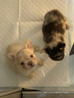 Zdjęcie №2 do zapowiedźy № 132760 na sprzedaż  buldog francuski - wkupić się Niemcy prywatne ogłoszenie