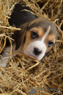 Zdjęcie №1. beagle (rasa psa) - na sprzedaż w Maidenhead | 1308zł | Zapowiedź №30082