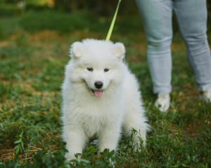 Dodatkowe zdjęcia: Samoyed. Chłopcy