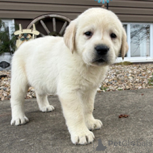 Zdjęcie №4. Sprzedam labradoodle w Monachium. hodowca - cena - negocjowane