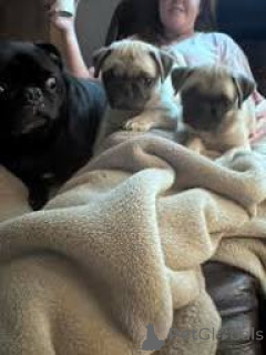 Zdjęcie №1. mops - na sprzedaż w Manchester | 3348zł | Zapowiedź №165715