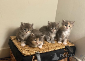 Zdjęcie №1. maine coon - na sprzedaż w Helsinki | 4305zł | Zapowiedź № 160420