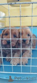 Zdjęcie №2 do zapowiedźy № 139808 na sprzedaż  pies nierasowy - wkupić się Serbia hodowca