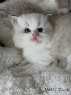 Zdjęcie №3. Wesoły duch i kochające serce Finn to idealne połączenie zabawy i czułości.. Holandia