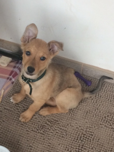 Zdjęcie №2 do zapowiedźy № 5641 na sprzedaż  pies nierasowy - wkupić się Ukraina prywatne ogłoszenie