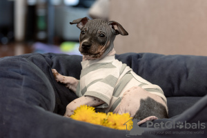 Zdjęcie №3. Śliczny szczeniak American Hairless Terrier. Litwa