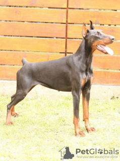 Dodatkowe zdjęcia: Doberman szczenięta