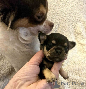 Zdjęcie №3. Bardzo małe Chihuahua. Serbia