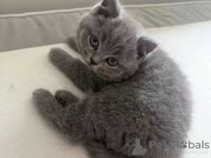 Zdjęcie №1. kot brytyjski krótkowłosy - na sprzedaż w Bradford | negocjowane | Zapowiedź № 173780