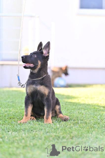 Zdjęcie №4. Sprzedam owczarek niemiecki w Belgrad.  - cena - negocjowane