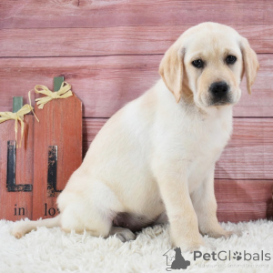 Zdjęcie №2 do zapowiedźy № 175900 na sprzedaż  labrador retriever - wkupić się Niemcy prywatne ogłoszenie