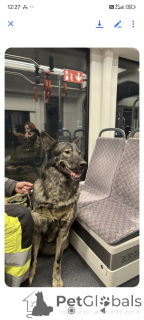 Zdjęcie №3. Aleksander Morozow. Estonia