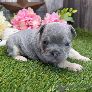 Zdjęcie №1. buldog francuski - na sprzedaż w Berlin | 1674zł | Zapowiedź №136032